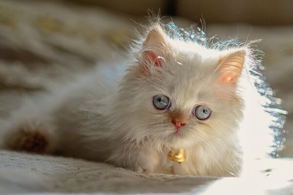 A white cross-eyed kitten with a bell around its neck