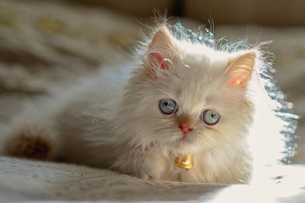 Chaton aux yeux bandés blanc avec un tambourin autour du cou