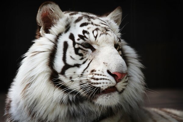 Die Schnauze des weißen Tigers auf Schwarz