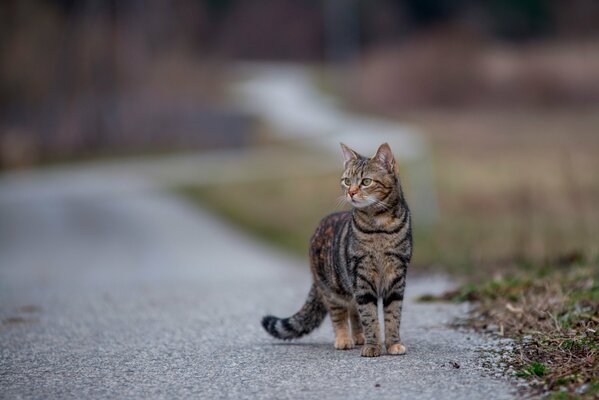 Tabby cat walks on an asphalt road