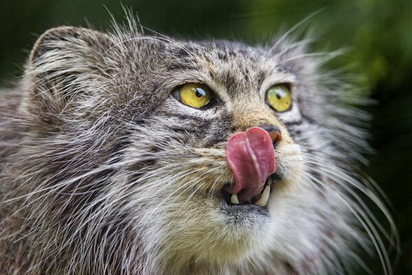 Green-eyed manul decided to lick his lips