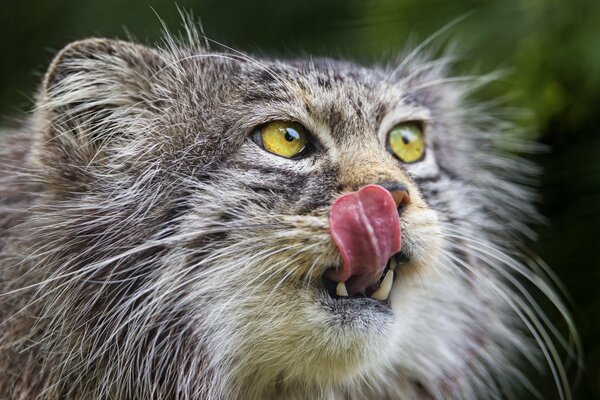 Manul dagli occhi verdi ha deciso di leccare