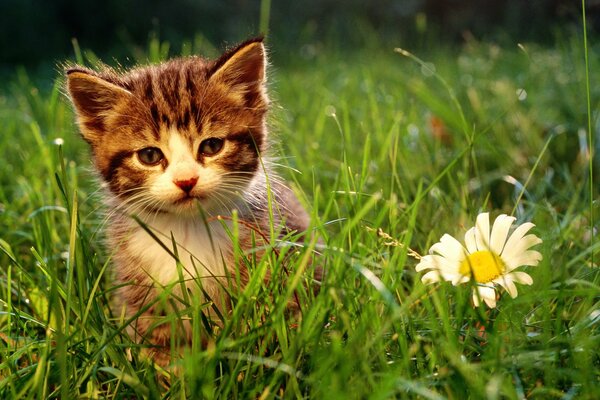 The kitten is sitting in the grass