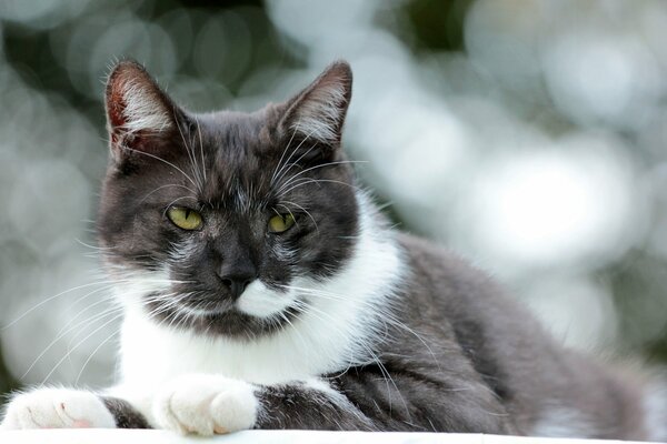 Lungo sguardo offeso in bianco e nero