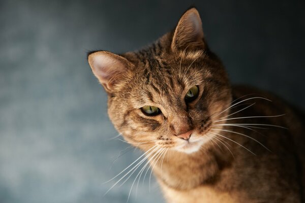 Museau d un chat moustachu roux