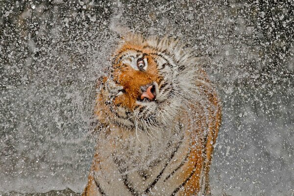 Tiger shakes himself off and splashes fly