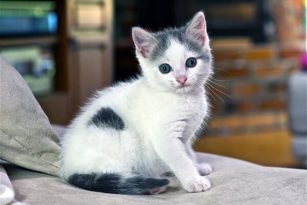 Pequeño gatito en la cama