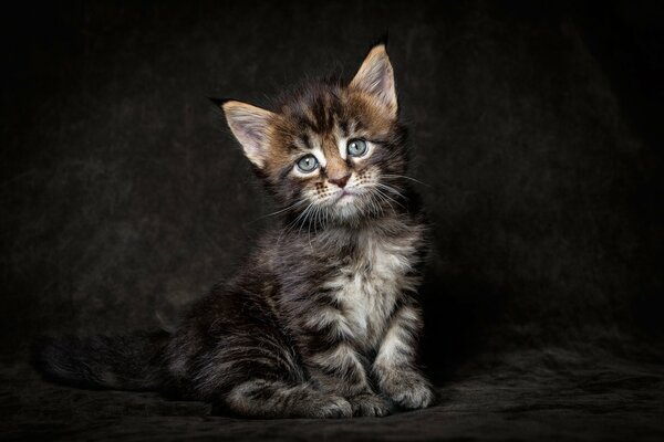 Der Blick eines Maine Coon-Kätzchens auf einem dunklen Hintergrund