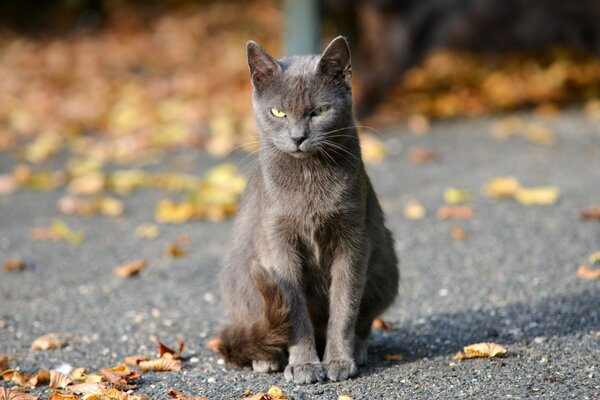 Graue Katze sitzt mit einem unzufriedenen Blick