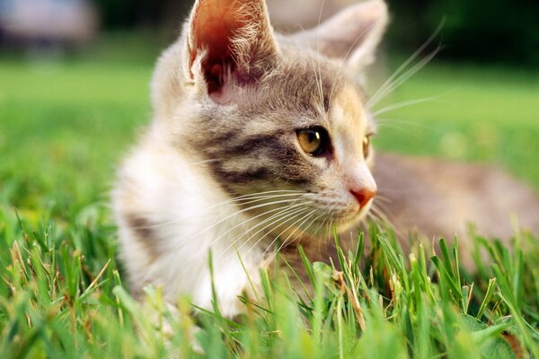 Gato macro con cuello blanco en la hierba