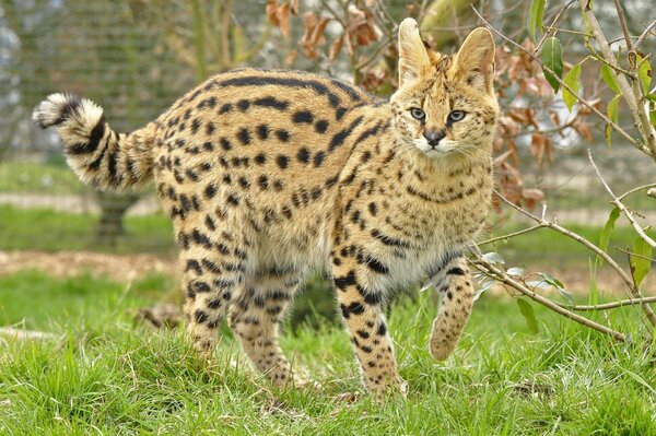 Wildkatze serval im Gras