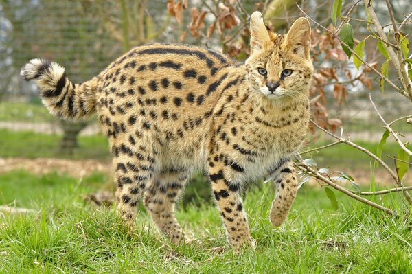 Wild cat serval in the grass