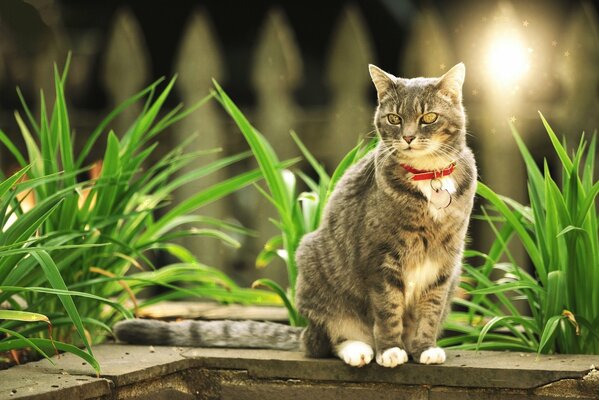 A cat with a red collar sitting near plants