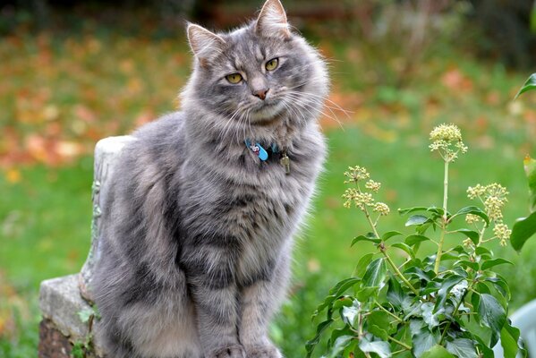 A cat in the country in the autumn