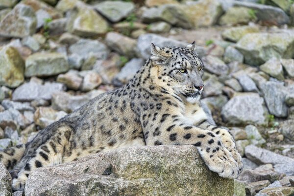 Leopardo delle nevi che riposa su una roccia