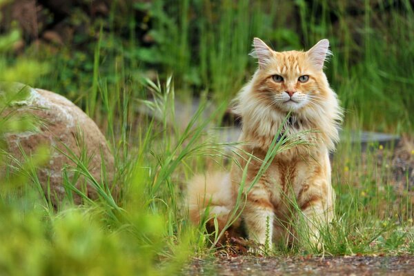 Rothaarige Katze in der Natur. Der Blick der Katze