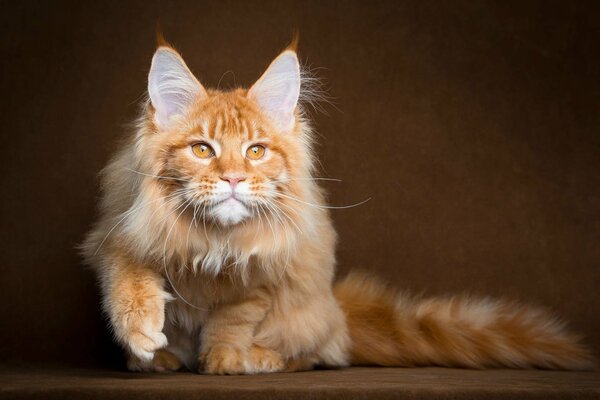 Red, fluffy Maine Coon cat went hunting