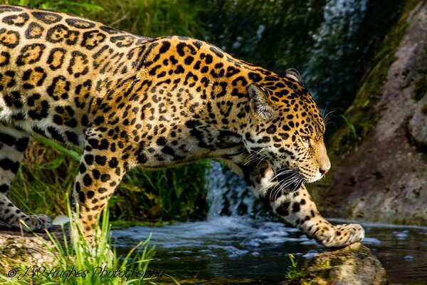 Jaguar se promène près du ruisseau