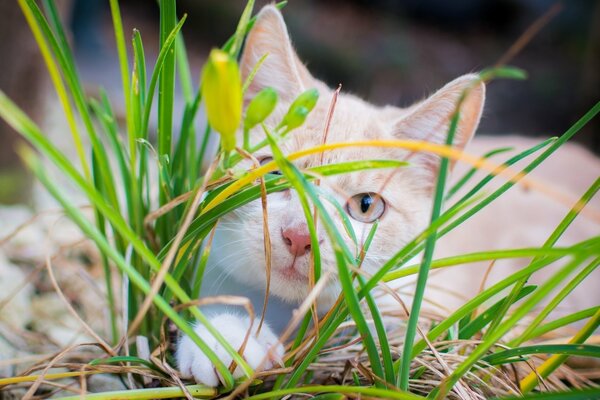 Gatto rosso in erba verde e gialla