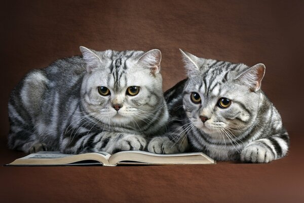 Two cats reading a book on a brown background