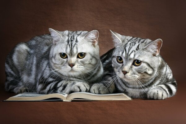 Due gatti che leggono un libro su sfondo marrone