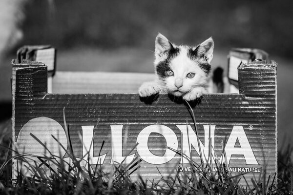 Photo en noir et blanc d un chaton dans une boîte. Entouré d herbe