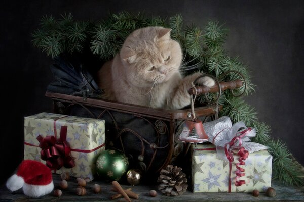 Gato con regalos y estado de ánimo de año nuevo