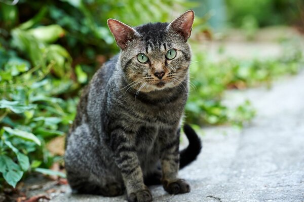 Eine ernste Katze inmitten des Grüns auf der Straße