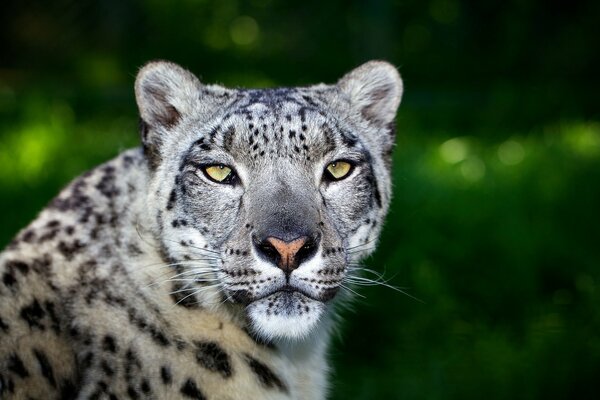 Leopardo sobre un fondo natural verde