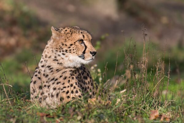 Wildkatze ist ein Raubtier im Gras