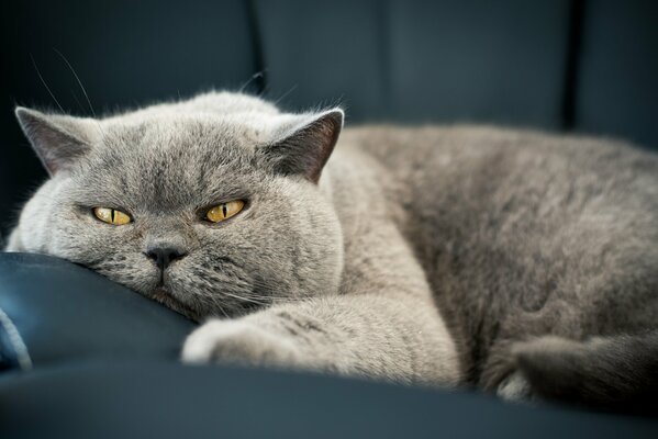 Gatto grigio ha deciso di sdraiarsi