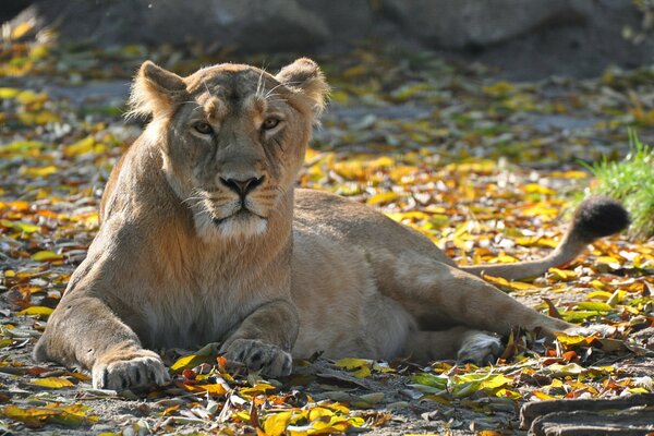 The lioness lies on the red autumn leaves