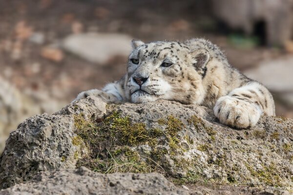 Leopardo delle nevi ha messo le zampe sulla pietra