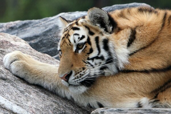 El tigre de Amur descansa sobre la piedra