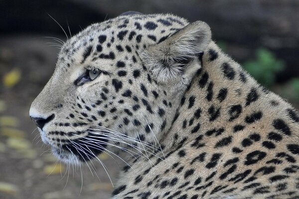 Die Schnauze des persischen Leoparden im Profil