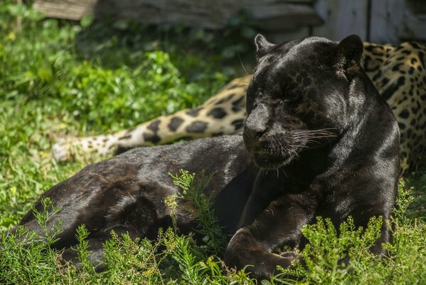 The black panther lies resting in the light