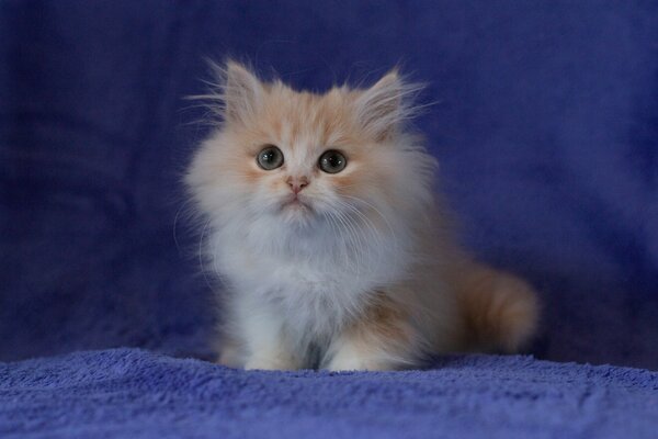 A cute fluffy cat with a nice look