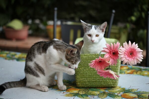 Kittens are playing in the colors of gerbera