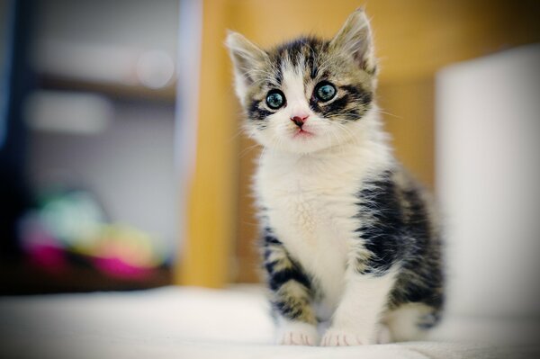 A cat with beautiful eyes looks forward