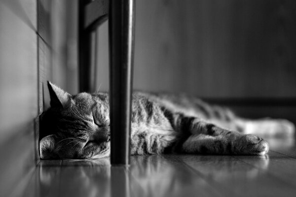 Black and white photo of a sleeping cat