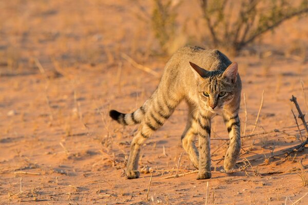 Wild African cat in the desert