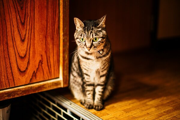 Le chat brun rayé regarde pensivement au loin