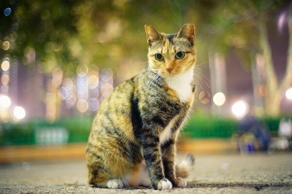 A cat in the city park in the evening