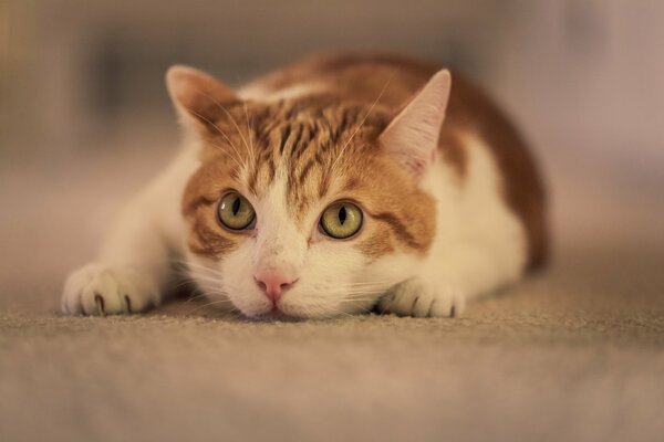 Gato blanco y rojo acostado en la alfombra