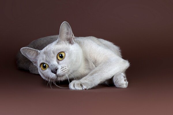 A playful cat is lying on the floor