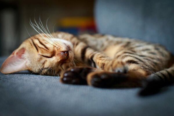 Chaton dort sur une chaise grise