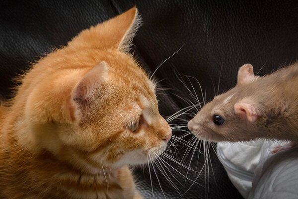 The kitten looks attentively at the rat