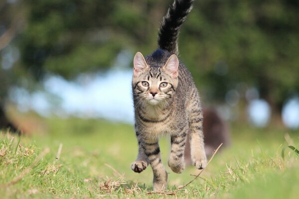 Chat jouant dans l arrière-cour