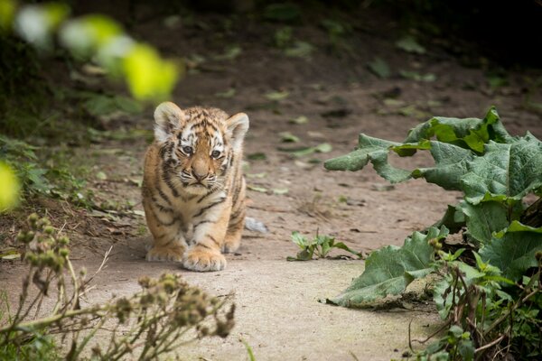 Der Amur-Tiger unter den Kletten