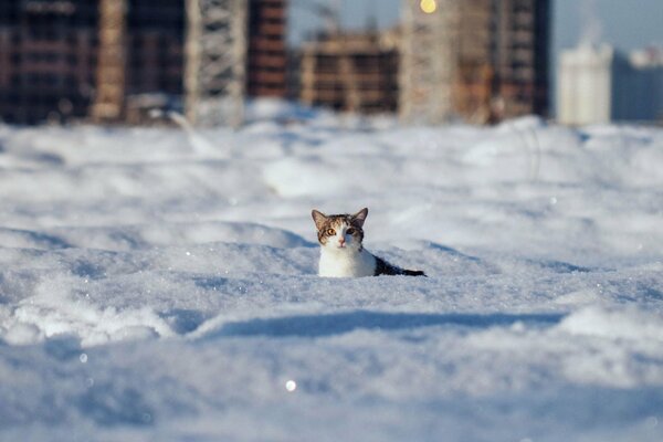 Chat dans la neige sur fond de gratte-ciel